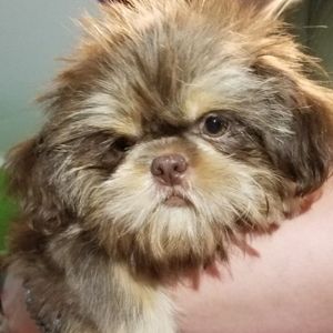 Meet your Posher, Nancy